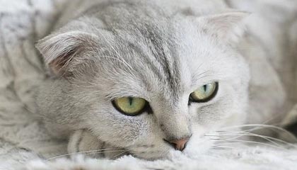 曼城搅局!赫塔德国新秀成四雄争夺对象,巴萨“低成本”计划能否自救?